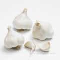 Preço de alho branco normal fresco de 5 cm